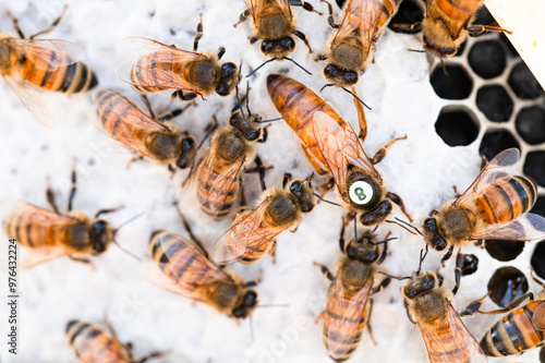 A queen honey bee surrounded by nurse bees on honey comb