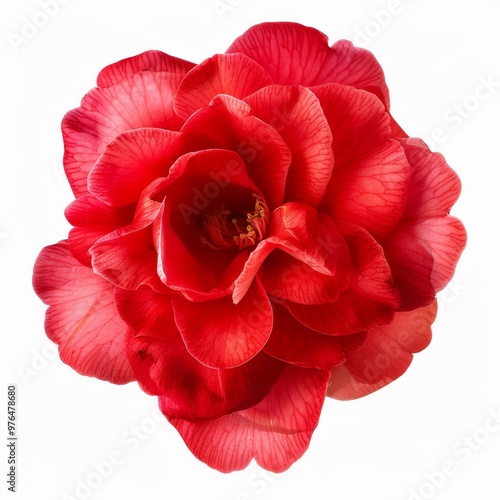 red camellia flower in full bloom