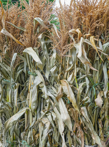 bundles of dried corn stalk