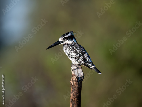 Graufischer (Ceryle rudis)