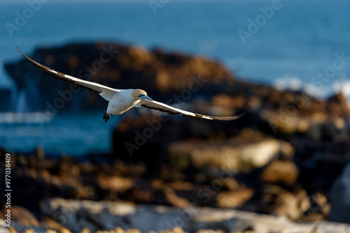 Cape gannet (Morus capensis) in flight. Bird Island, Lambert's Bay, Western Cape, South Africa.