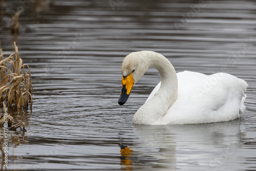 Singschwan.Cygnus cygnus.(Linnaeus, 1758)