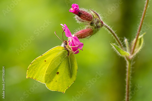 Zitronenfalter.Gonepteryx rhamni.(Linnaeus, 1758)