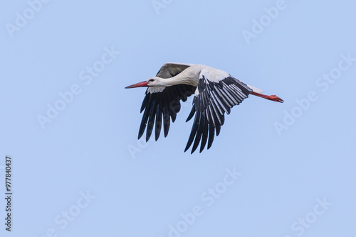 Fliegender Weßstorch