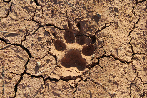 Close-up of a dog paw print impressed into dry, cracked dirt