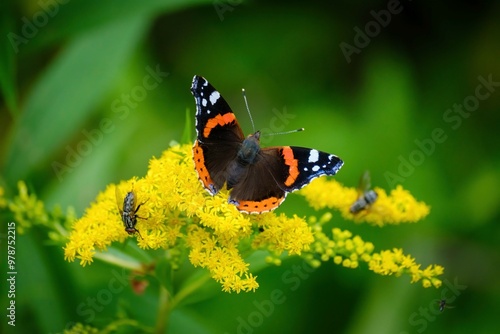 Red admiral butterfly on a flower