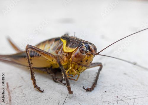 Portrait of cricket with long whiskers sits on a white table. Close view. Mormon Cricket, Anabrus simplex