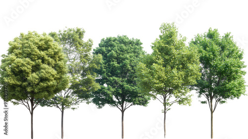 A tall green tree isolated on a white background with a clear view of its leaves and trunk