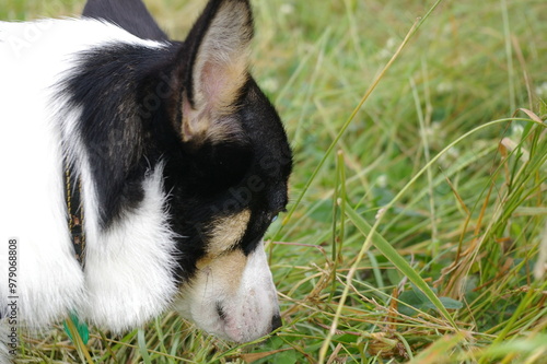 草むらを見つめている黒いコーギー犬の横のアップ