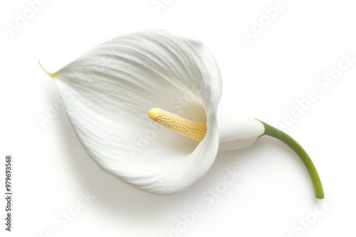 Elegant White Arum Lily Flower Closeup