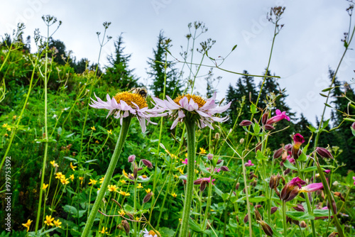 Active bee among colorful wildflowers. Damfino Lakes Trail, Mt Baker, WA