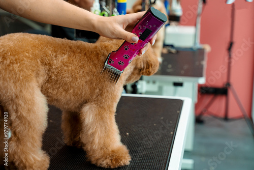 Keeping dog hair from tangling by trimming extra fur. Professional grooming service for little dogs. Groomer is clipping hair of maltipoo to make coat of dog easy to clean.