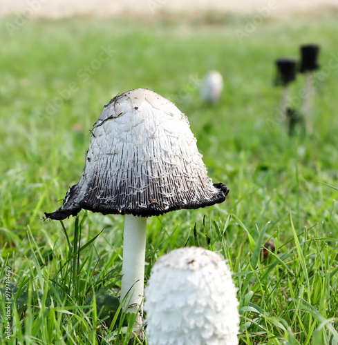 Shaggy Mane Species Of Fungi With The Botanical Name of Coprinus comatus Taken Near Wakaw Lake, Saskatchewan On September 16, 2024