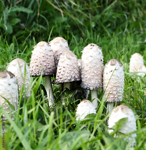 Shaggy Mane Species Of Fungi With The Botanical Name of Coprinus comatus Taken Near Wakaw Lake, Saskatchewan On September 16, 2024