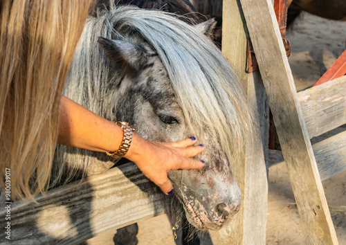 Long mane pony with hair in his face covering his eye behind a wooden fence on a sunny day, a woman's hand caresses its head