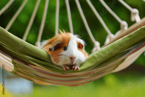 Cute guinea pig relaxing in a hammock outdoors in a green garden