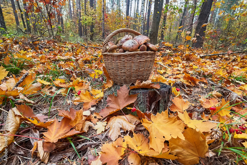 Wickered basket of wild edible mushrooms standing on moss-grown soil