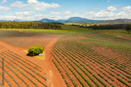 Aerial view of fields of recently harvested lavender bushes at a farm in north east Tasmania