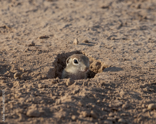 spotted ground squirrel