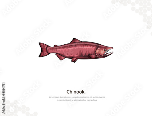 Chinook Salmon vector art for wall decoration