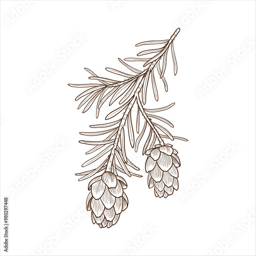 vector drawing branch of western hemlock spruce tree with leaves and cones, Tsuga heterophylla isolated at white background, hand drawn vintage illustration