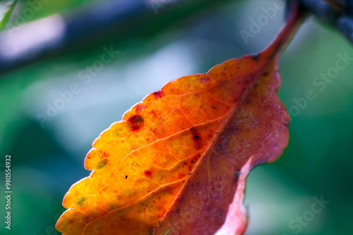 Autumn orange and yellow leaf with red patches hanging on a branch. 