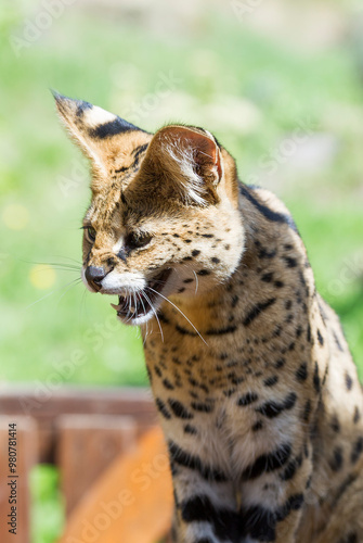 Porträt eines Serval Katers