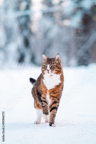 Beautiful Brown Cat Standing in the Snow