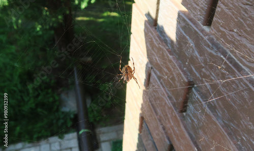 A large spider caught a fly in a web. Hunter and prey.