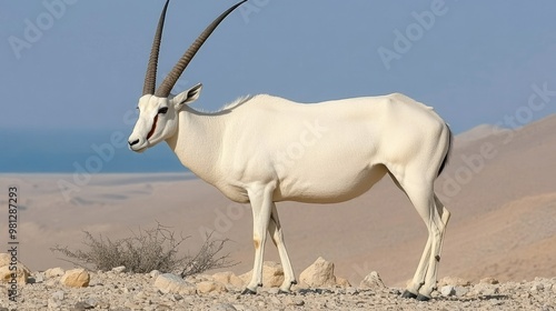 A solitary white Arabian oryx perches atop a rocky hill, gazing into the distance against a backdrop of a pristine blue sky, embodying tranquility and strength