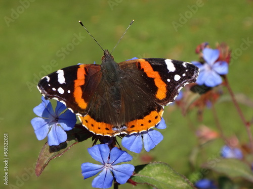 Red admiral butterfly (Vanessa atalanta) sitting on plumbago flowers