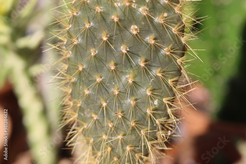 kaktus Opuntia galapageia opuncja