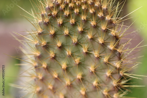 kaktus Opuntia galapageia opuncja