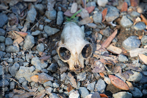 calavera de un murcielago