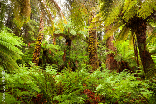 Tasmanischer Regenwald bei den Liffey Falls. 