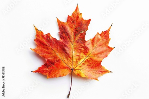 A single red and yellow leaf sits on a white surface, great for autumn or nature-themed designs