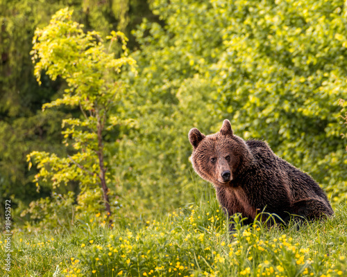 Niedźwiedź brunatny, gatunek drapieżnego ssaka 