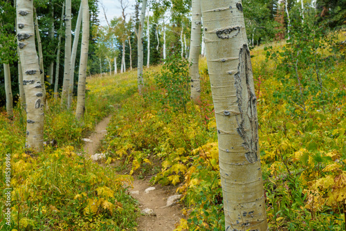 Fall colors with the underbrush and fern next to tall Aspen trees in the mountains of Steamboat Colorado