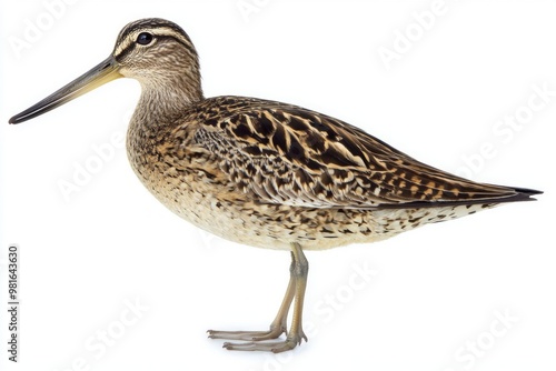 elegant bird stands near tranquil waters, highlighting its distinctive long beak and spotted feathers. The common snipe embodies nature’s artistry in isolation.