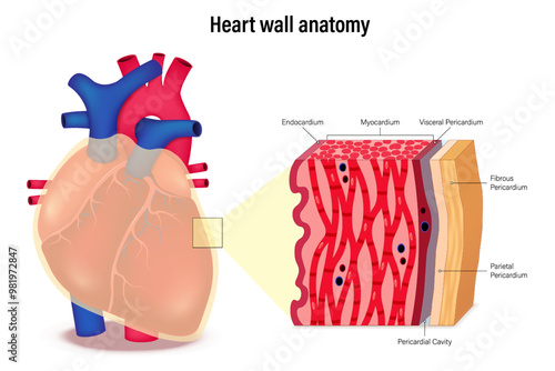 Heart wall anatomy. Medical cardiology. Layers of the heart wall structure. Endocardium, myocardium and pericardium.