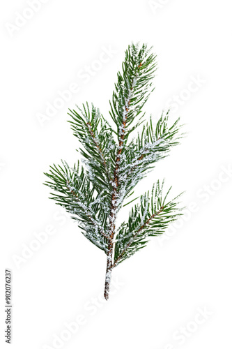 Frosted pine twig on transparent background for festive design