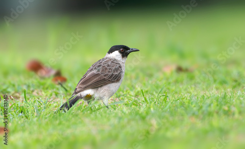 Sooty-headed Bulbul - A dark-headed brown bulbul with a bright red vent; common in towns, plantations, and forest edges.