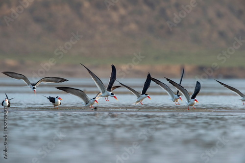 Skimmers in Flight, Tern-like birds in the family Laridae. Chambal River, Rajasthan, India