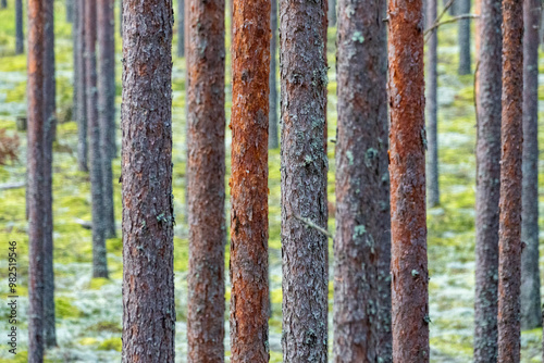 Beautiful summer view of a lush green pine forest in Latvia.