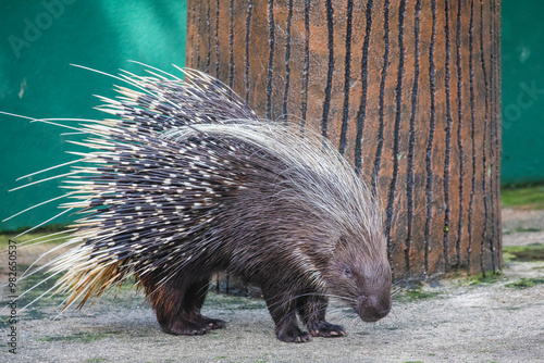 The crested porcupine (Hystrix cristata) is a species of rodent in the family Hystricidae native to Italy, North Africa and sub-Saharan Africa. It is recognizable by the quills that run along the head