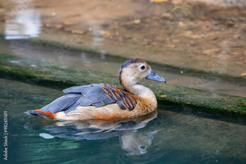 the Lesser whistling duck stands by the pond. It is a species of whistling duck that breeds in the Indian subcontinent and Southeast Asia. 