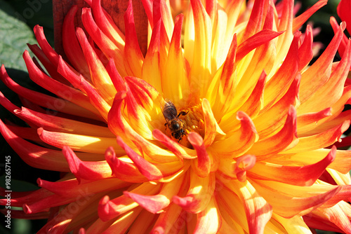 Dahlia Flower A genus of perennial herbaceous plants of the Asteraceae family with tuberous roots and large brightly colored flowers, the bee collects nectar.