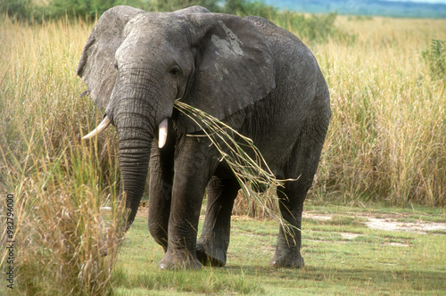 Eléphant d'Afrique, Loxodonta africana,. Parc national de la Rwindi, République Démocratique du Congo