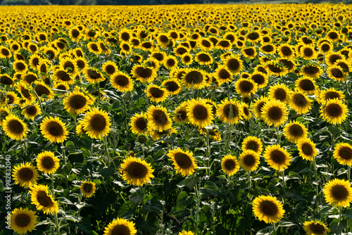 Sunflower field is seen. The common sunflower (Helianthus annuus) is a species of large annual forb of the daisy family Asteraceae. 