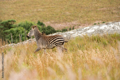 zebra eating grass